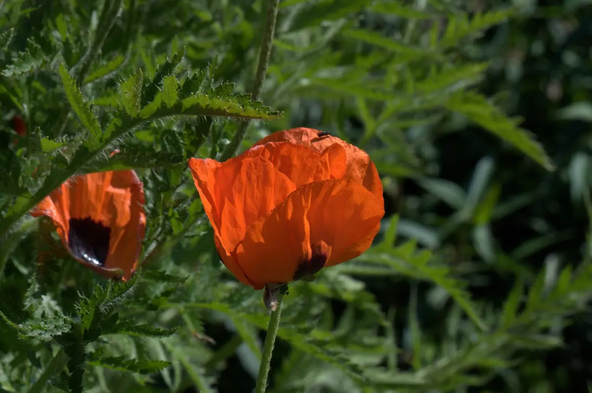 Botanischer Garten Mai 2009 – Foto 31