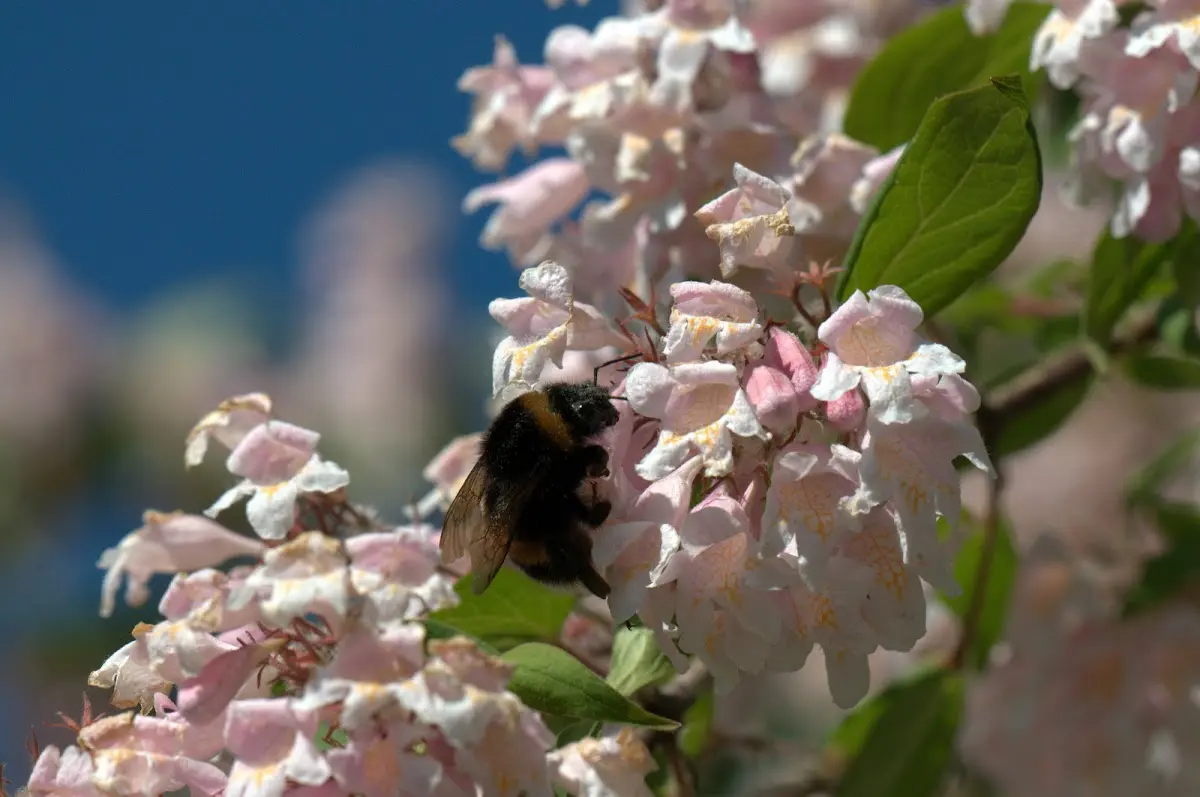 Botanischer Garten Mai 2009 – Foto 35