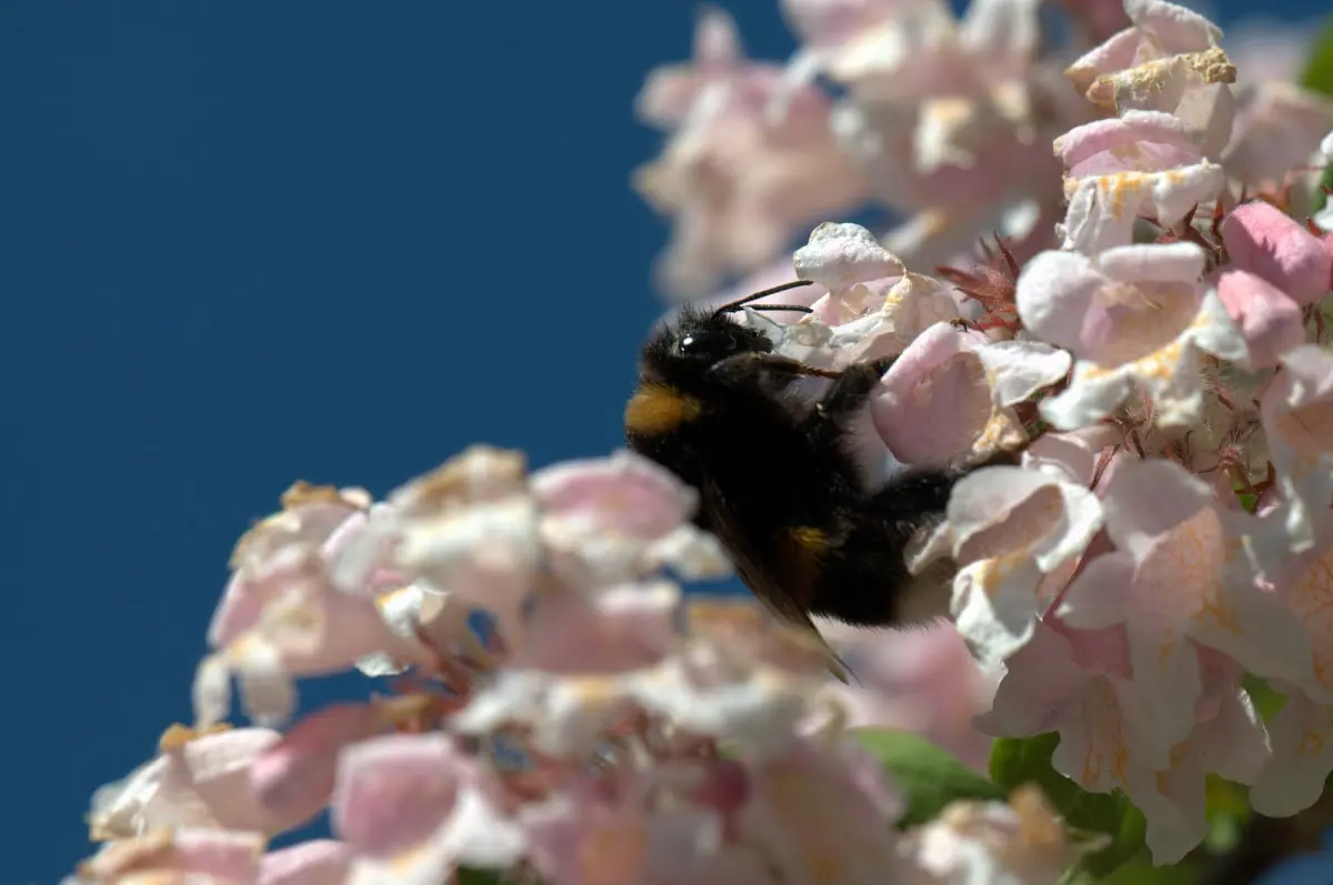 Botanischer Garten Mai 2009 – Foto 36