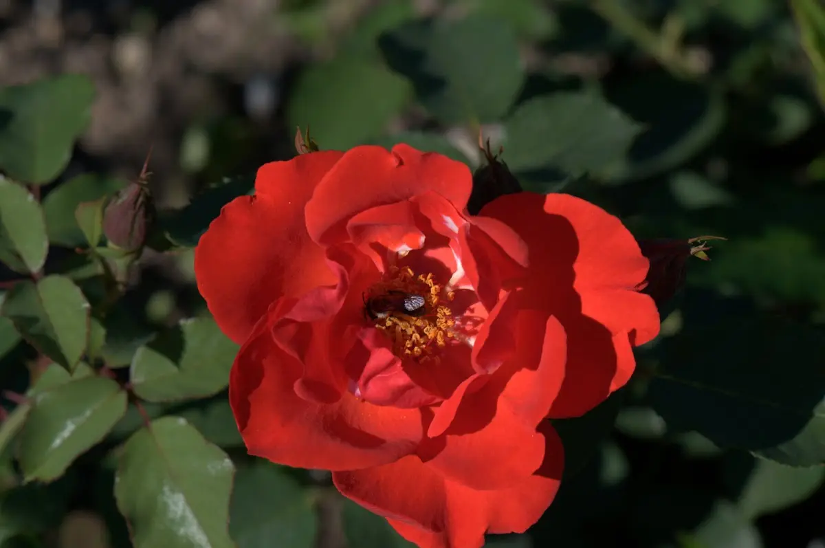 Botanischer Garten Mai 2009 – Foto 37