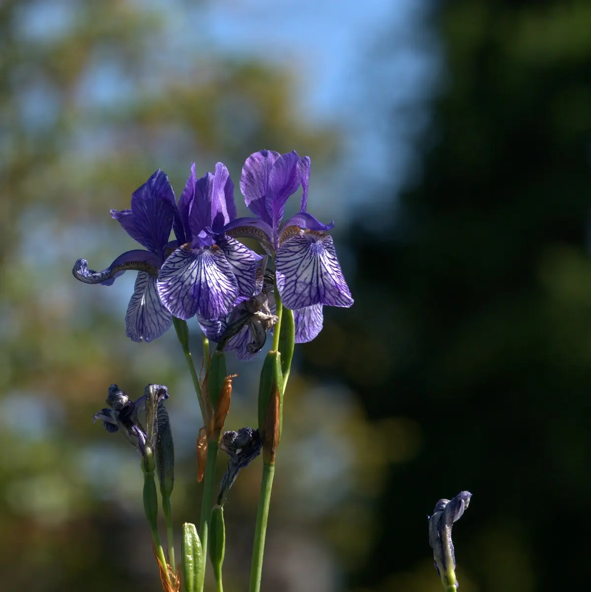 Botanischer Garten Mai 2009 – Foto 38