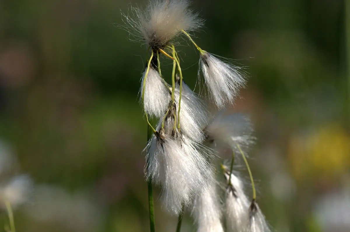 Botanischer Garten Mai 2009 – Foto 39