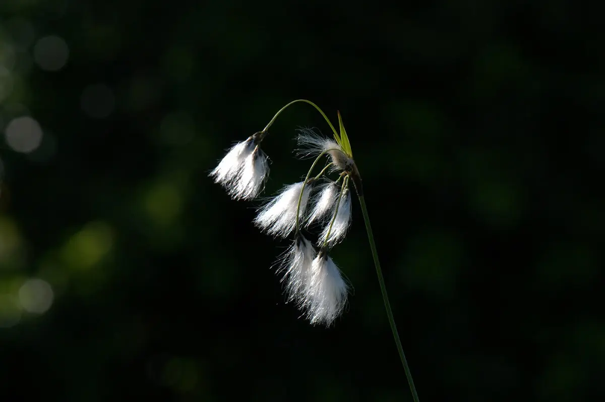 Botanischer Garten Mai 2009 – Foto 40