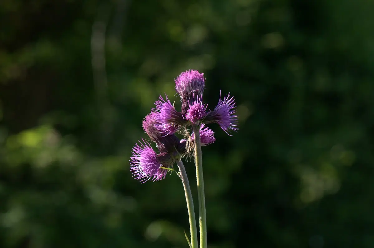 Botanischer Garten Mai 2009 – Foto 41