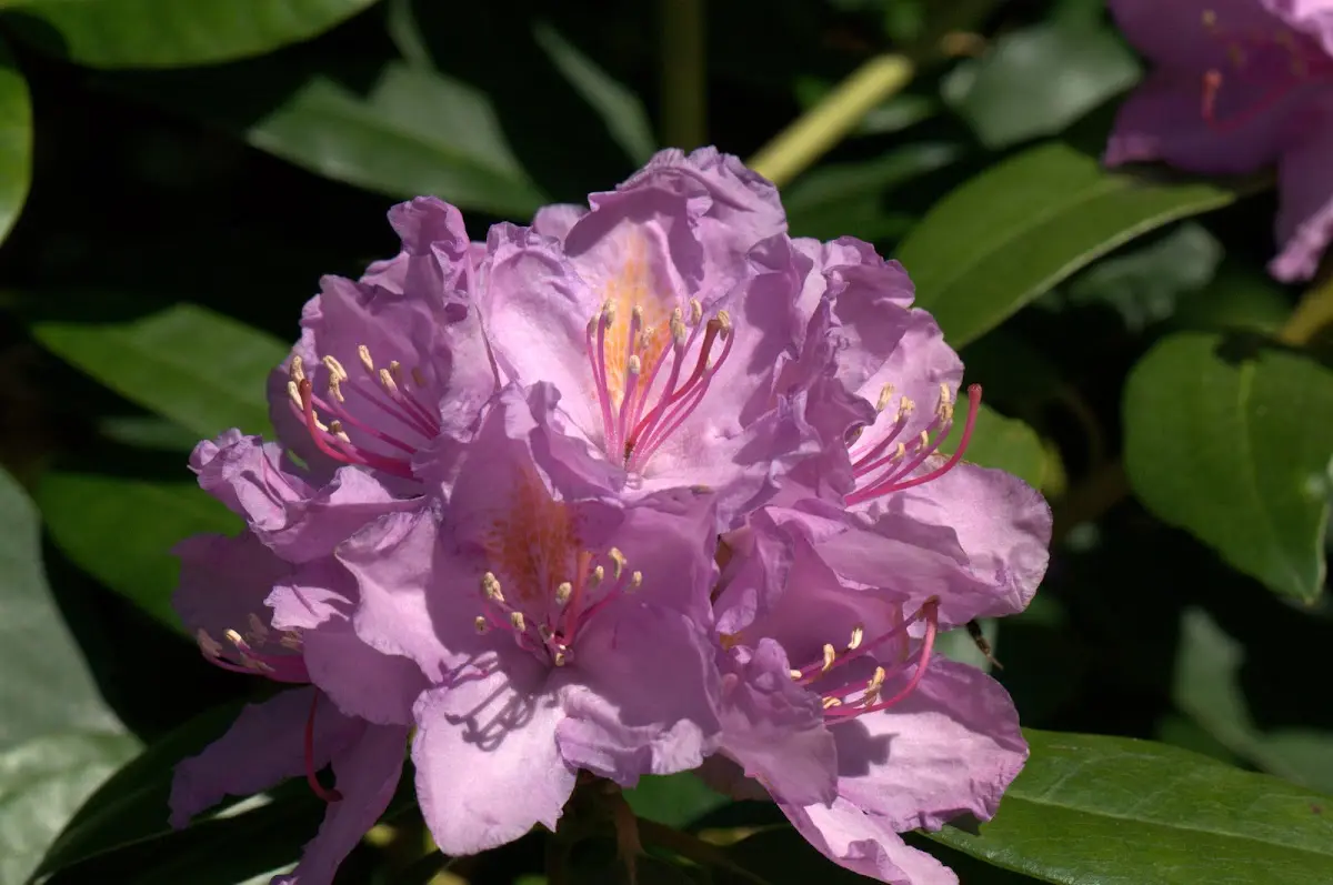 Botanischer Garten Mai 2009 – Foto 43