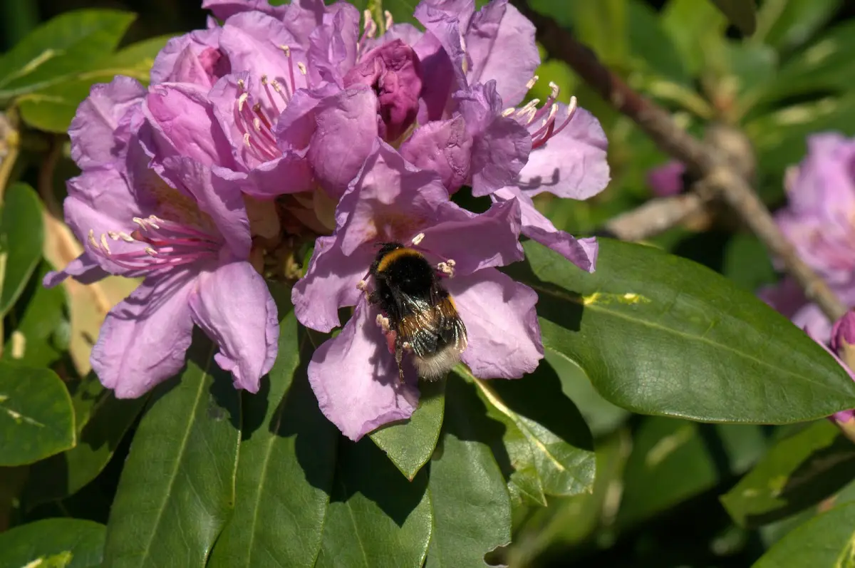 Botanischer Garten Mai 2009 – Foto 44