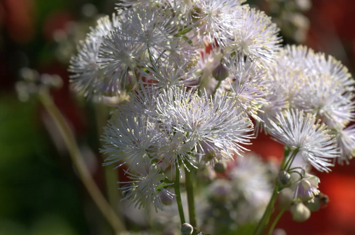 Botanischer Garten Mai 2009 – Foto 45