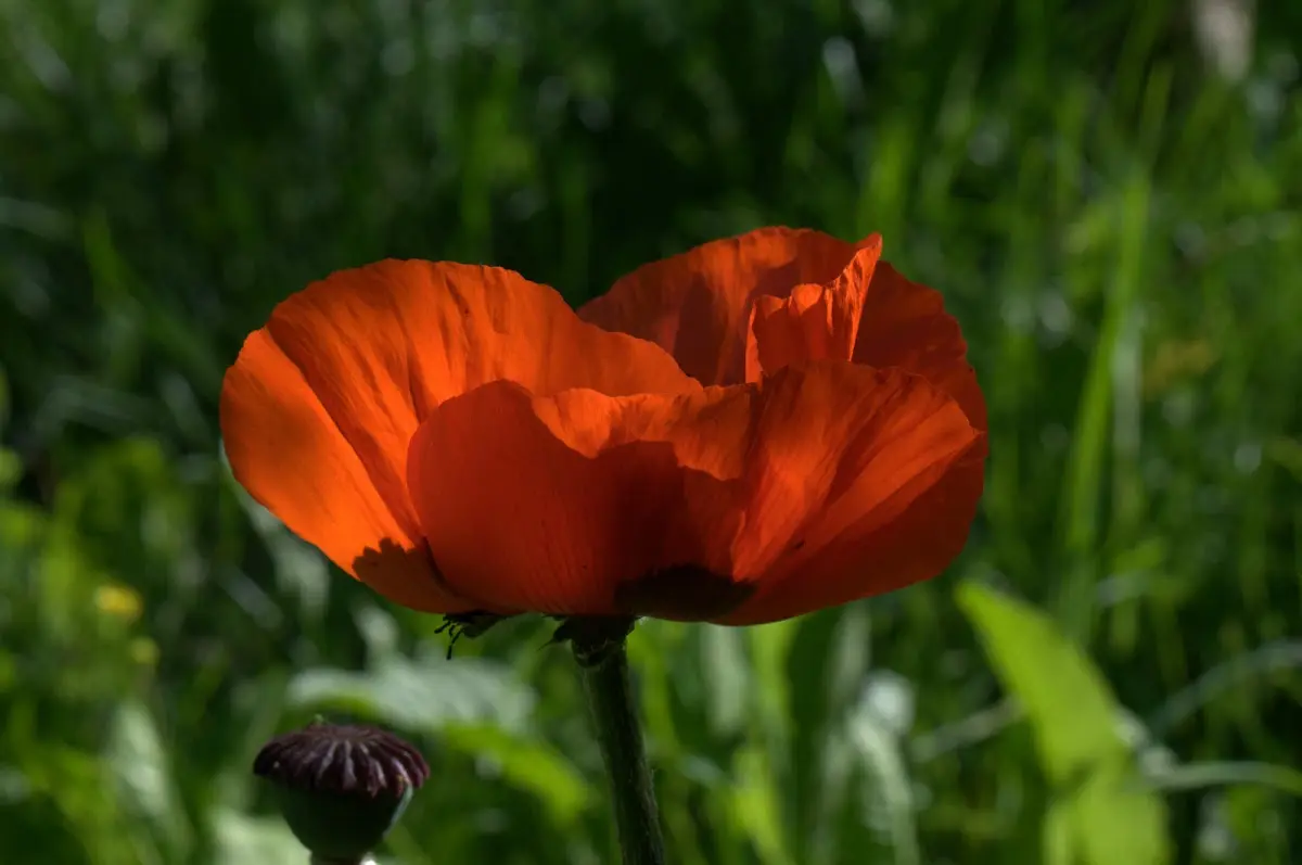 Botanischer Garten Mai 2009 – Foto 46