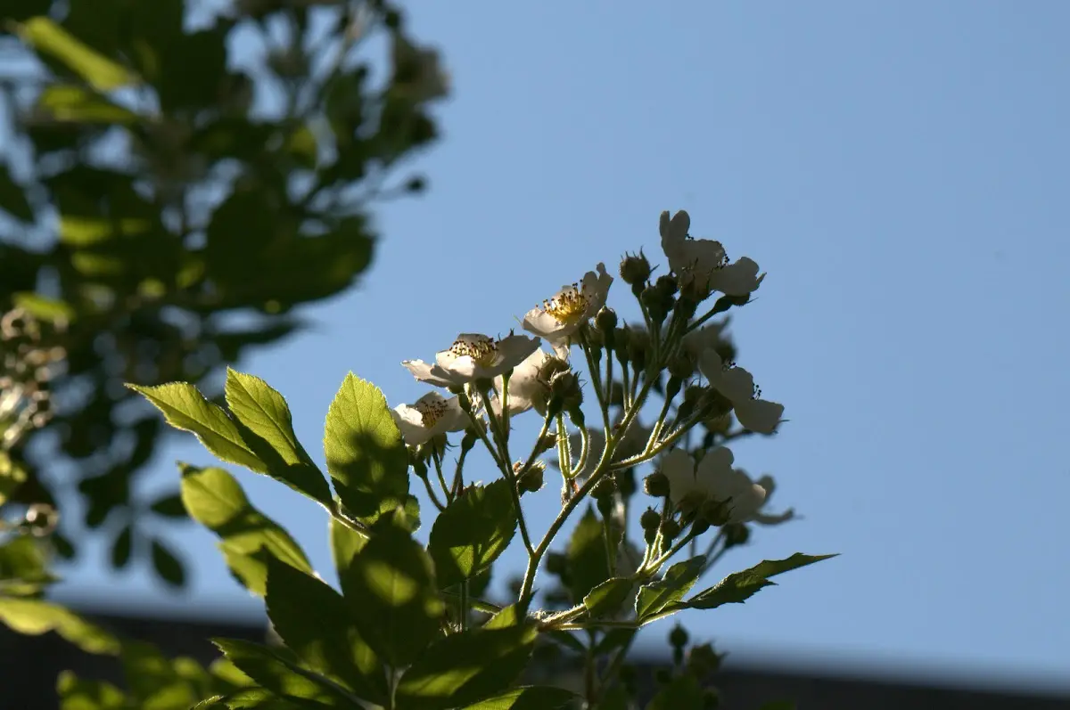 Botanischer Garten Mai 2009 – Foto 47