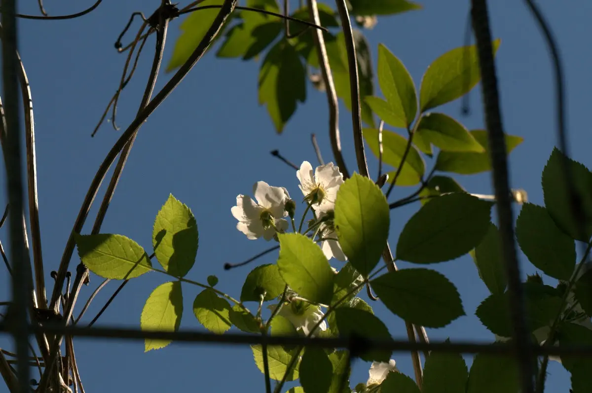 Botanischer Garten Mai 2009 – Foto 48