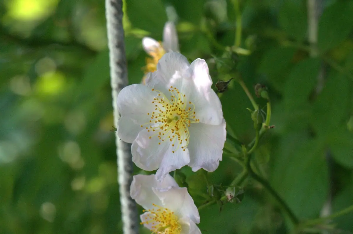 Botanischer Garten Mai 2009 – Foto 49