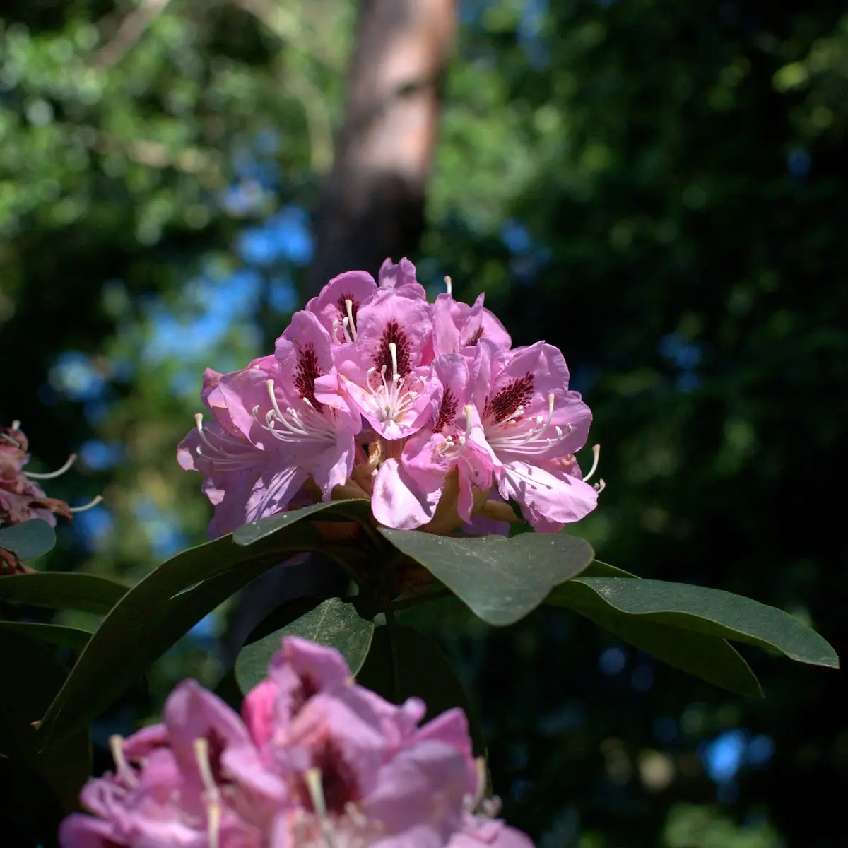 Botanischer Garten Mai 2009 – Foto 52