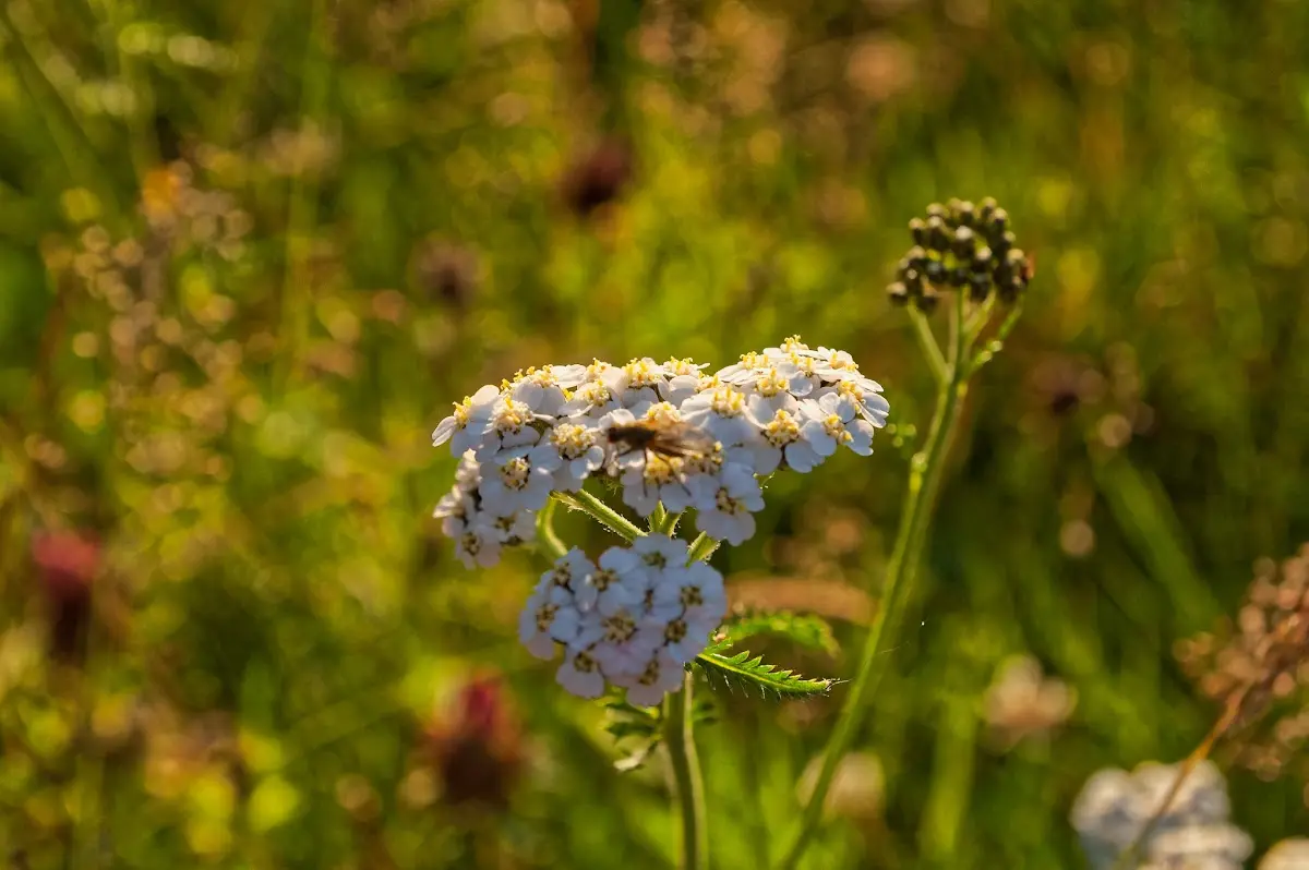 Gällivare – photo 9