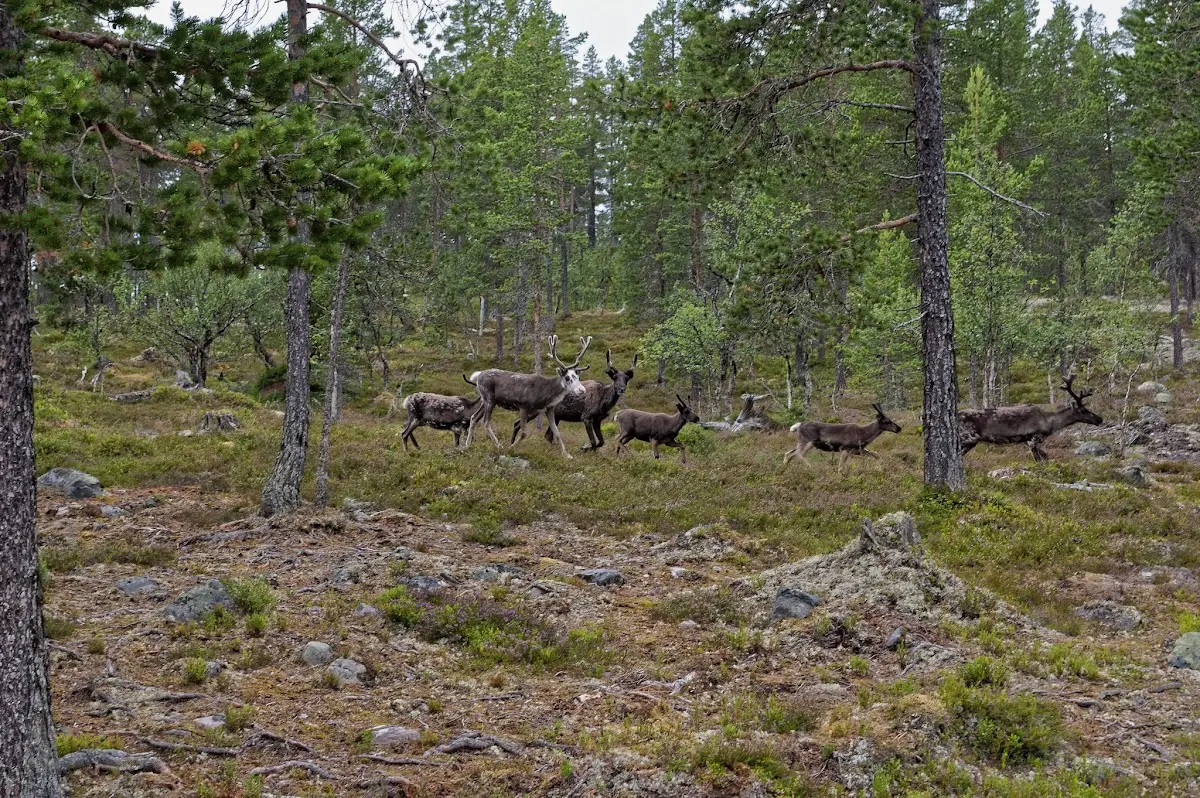 Lofsdalen – photo 7