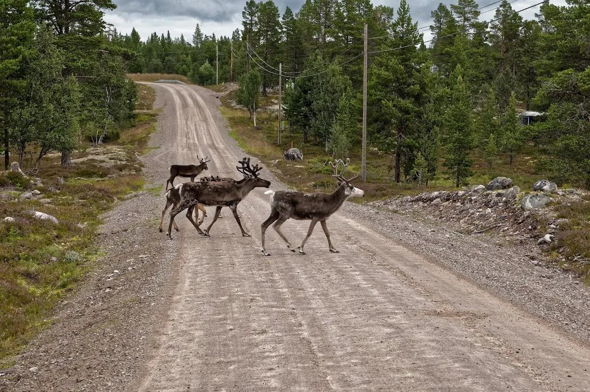 Lofsdalen – photo 8