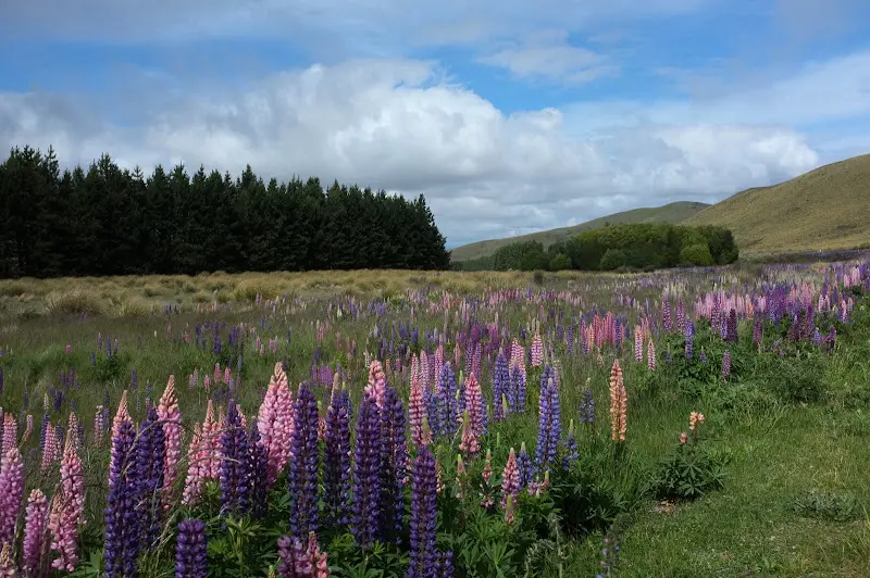Neuseeland 2011/12, Schnappschüsse entlang der Strasse – Foto 12