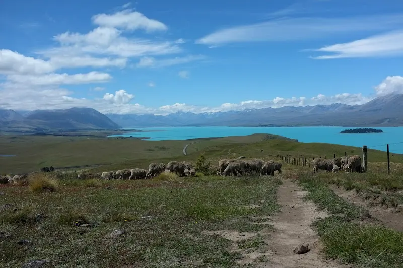 Neuseeland 2011/12, Tiere unterwegs – Foto 1