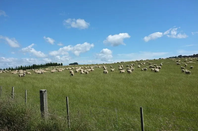 Neuseeland 2011/12, Tiere unterwegs – Foto 2