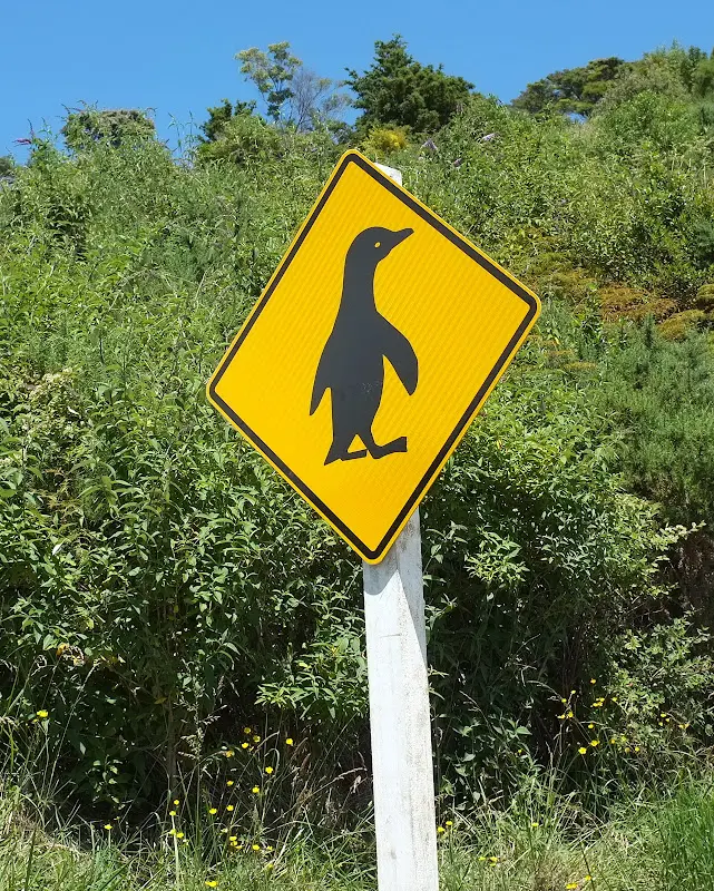 Neuseeland 2011/12, Tiere unterwegs – Foto 5