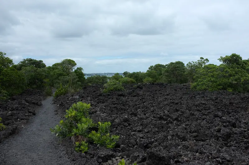 Neuseeland 2011/12, Vegetation auf Rangitoto – Foto 3