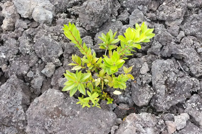 Neuseeland 2011/12, Vegetation auf Rangitoto – Foto 4