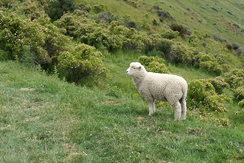 Lake Wanaka – Foto 3