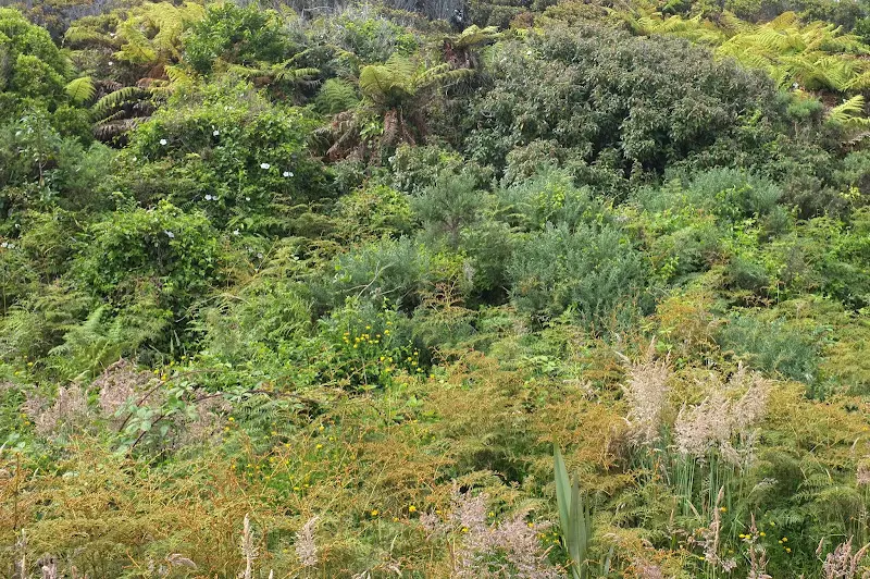 Franz Josef Glacier – Foto 5