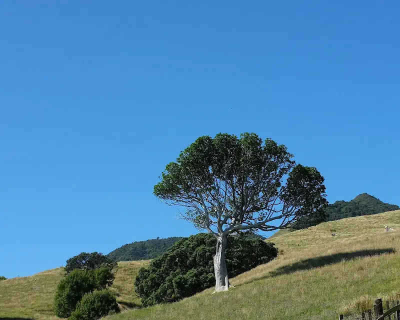 Coromandel – Foto 15