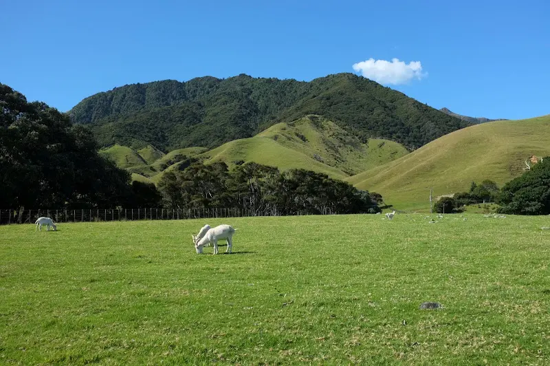 Coromandel – Foto 16