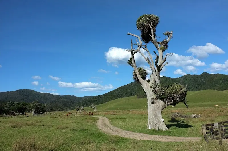 Coromandel – Foto 17