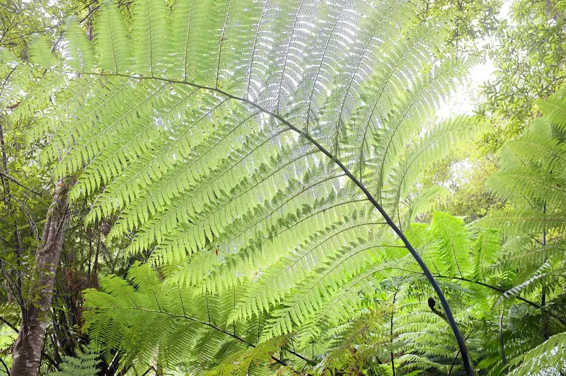 Auckland – Foto 14