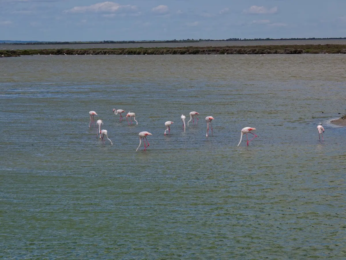 Montpellier, Camargue – Foto 11