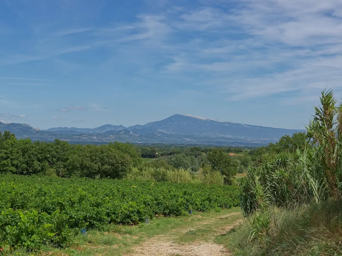 Avignon, Chateauneuf-du-Pape – Foto 8