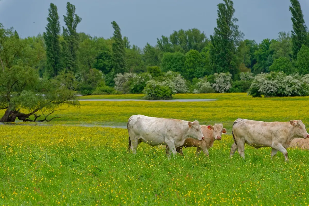 Bourges & Nevers – Foto 3