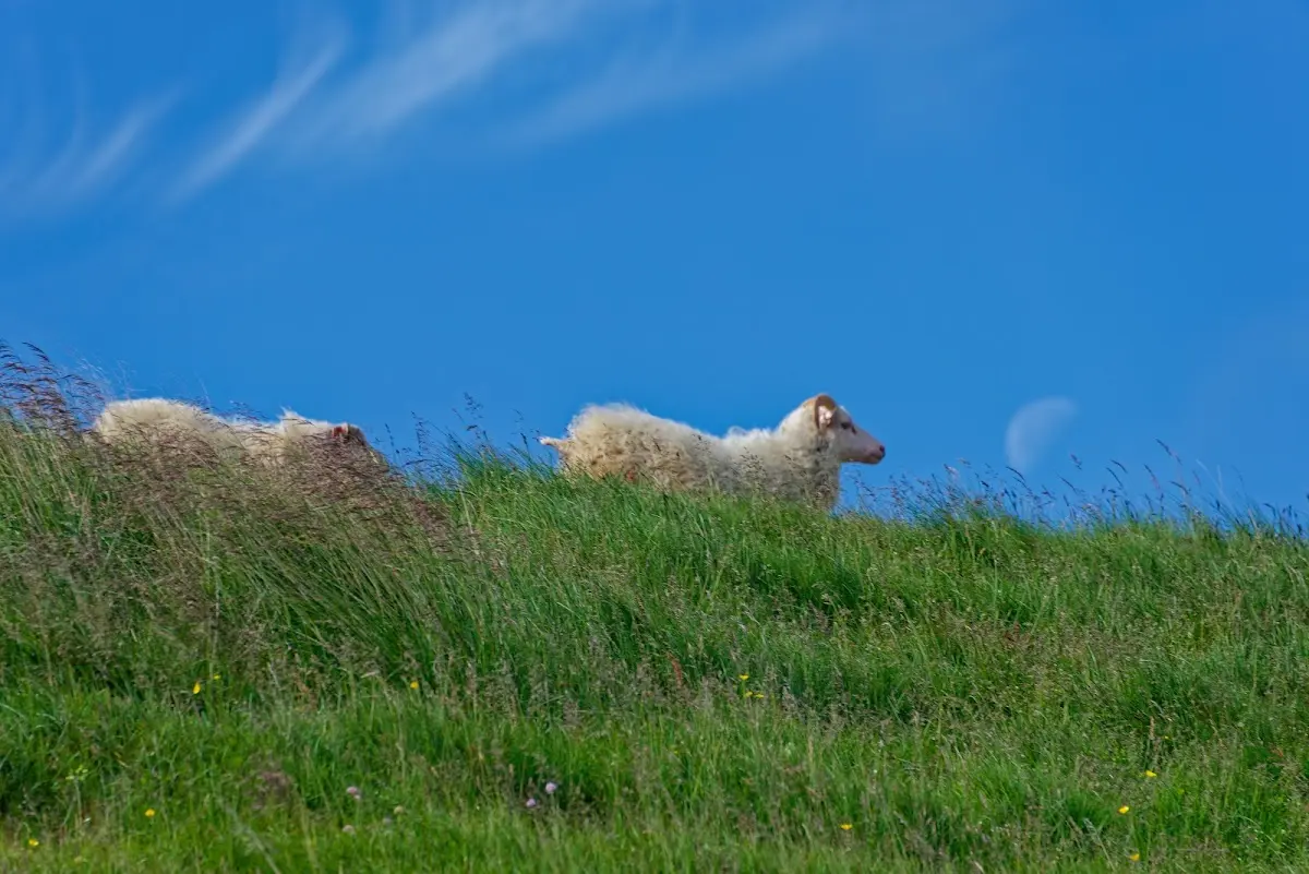 Vatnsnes Halbinsel – Foto 6