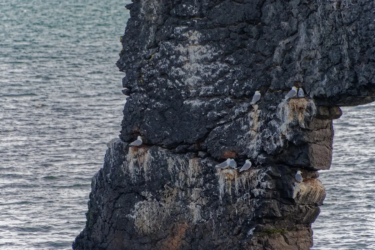 Vatnsnes Halbinsel – Foto 8