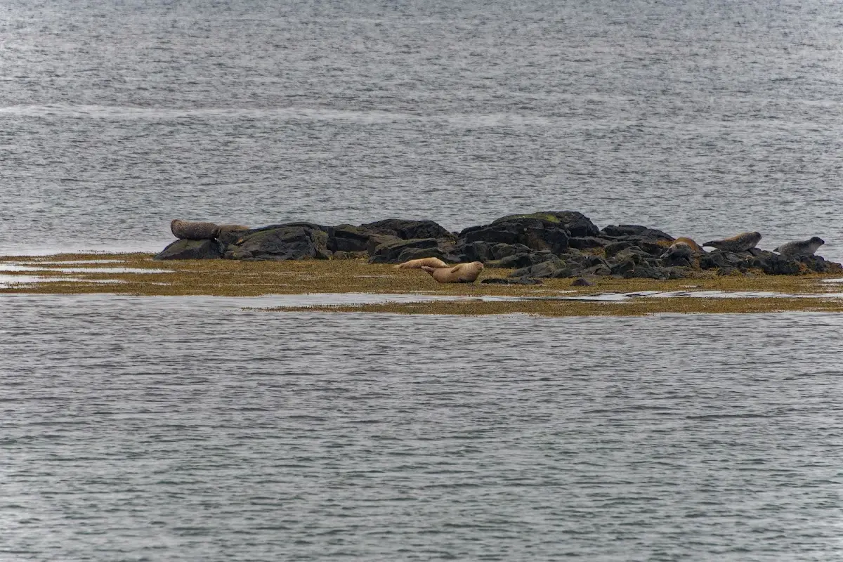 Vatnsnes Halbinsel – Foto 11