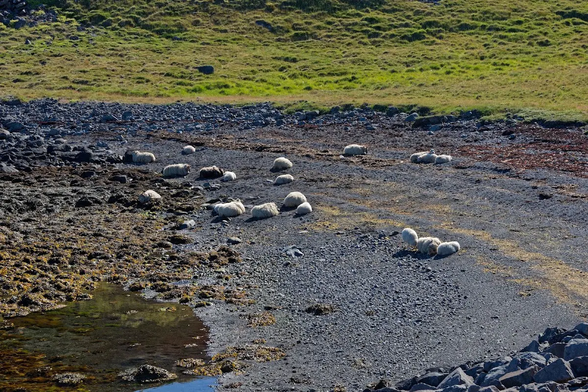 Westfjorde – Foto 29