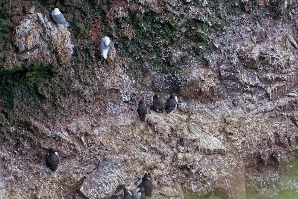 Látrabjarg – Foto 10