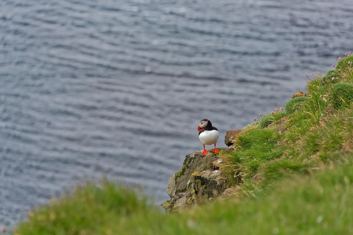 Látrabjarg – Foto 11