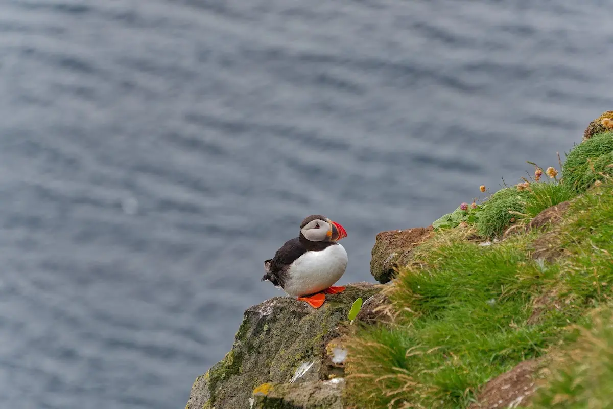 Látrabjarg – Foto 12