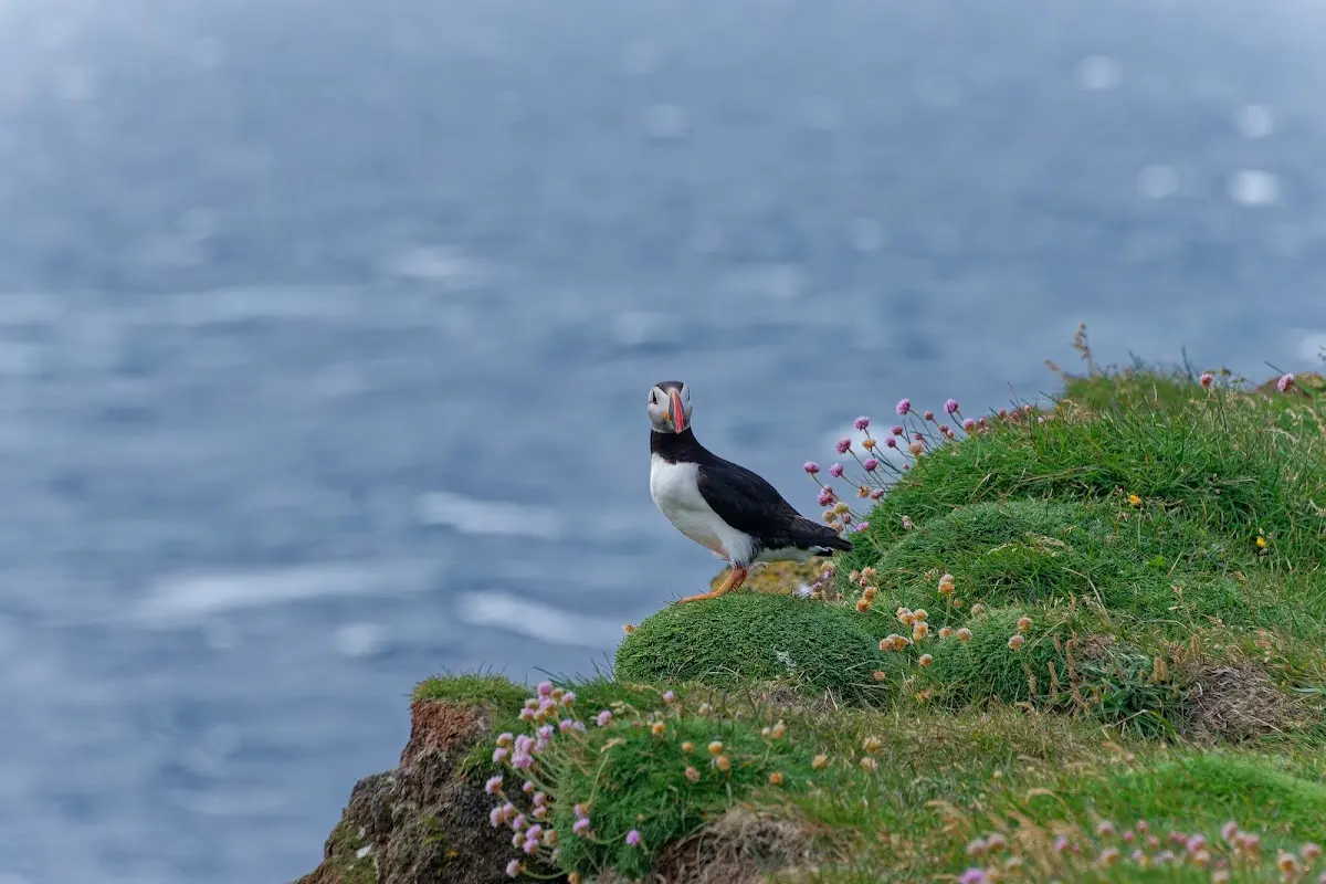Látrabjarg – Foto 14