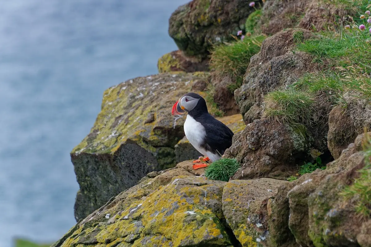 Látrabjarg – Foto 15