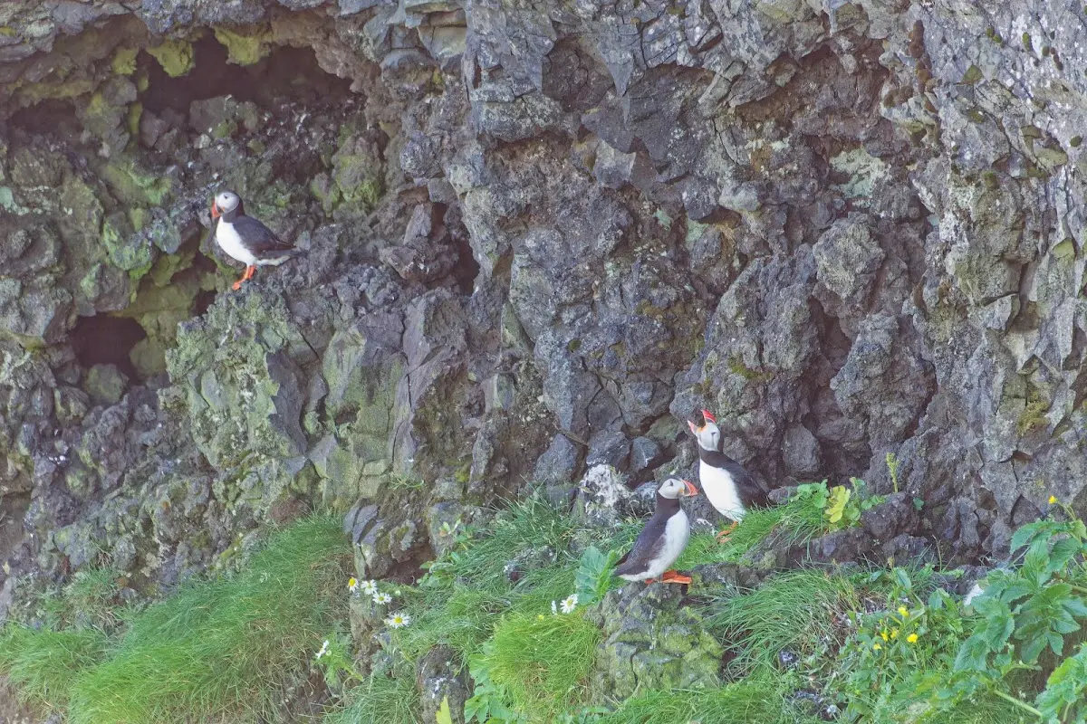 Vestmannaeyjar – Foto 20