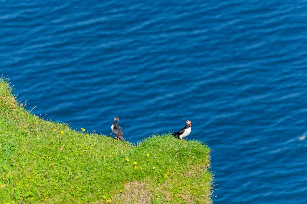 Vestmannaeyjar – Foto 21