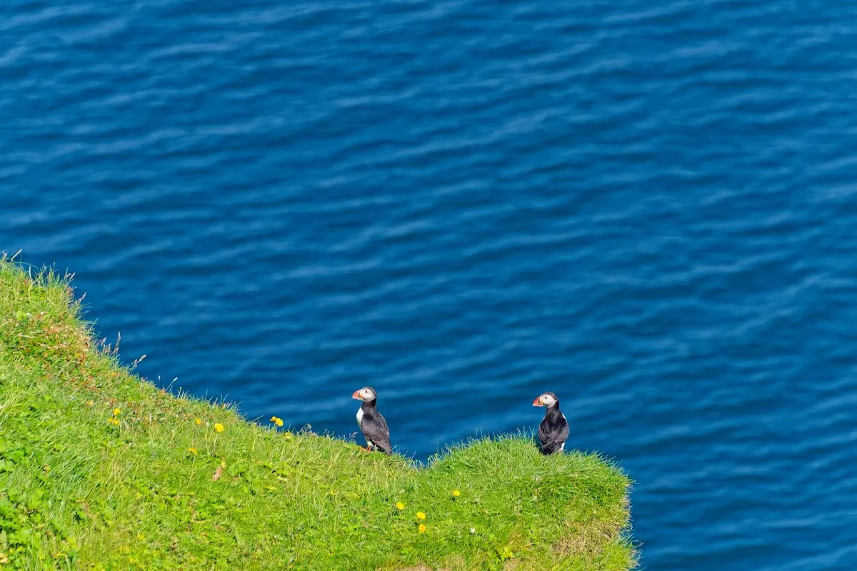Vestmannaeyjar – Foto 22