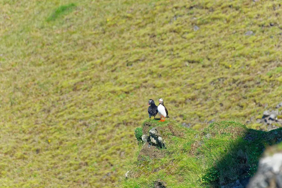 Vestmannaeyjar – Foto 27