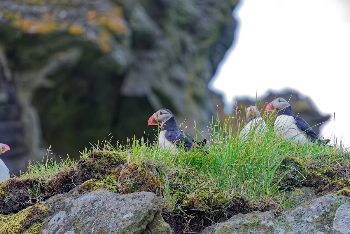 Vestmannaeyjar – Foto 41