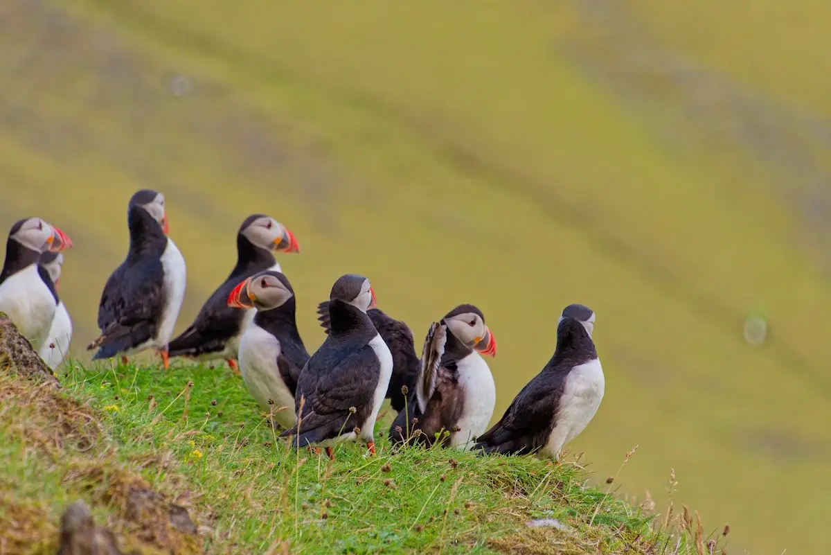 Vestmannaeyjar – Foto 42