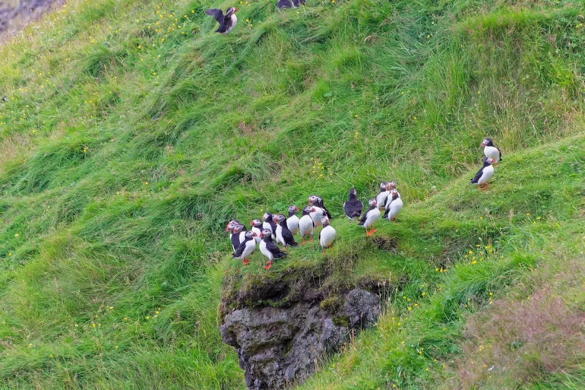 Vestmannaeyjar – Foto 43